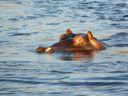 Hipopótamo en el Río Chobe (Botswana)