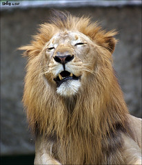 African Lion (Panthera leo leo)