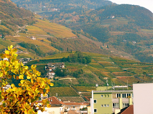 autumn italy mountains alps vineyard tyrol bolzano bozen dopplr:stay=aqk1