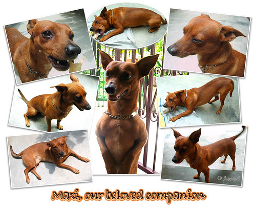 A collage done for Maxi's 5th birthday on Oct 1 2009