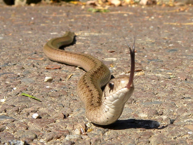 A tiny adult Dekay's brown snake flicks its tongue at the photographer.