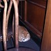 The resident cat at Eddie Rickenbacker's.