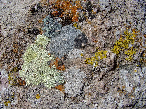 newmexico lichen gilacliffdwellings gilacliffdwellingsnationalmonument