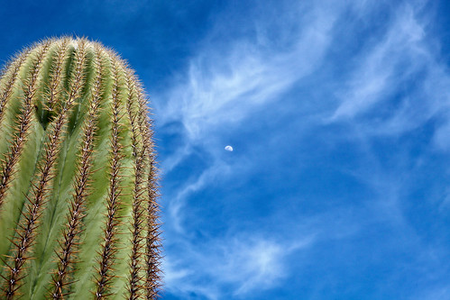 arizona cactus moon landscape desert saguaro mygearandme mygearandmepremium mygearandmebronze