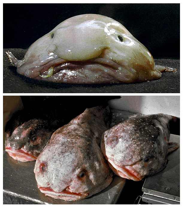 Blobfish voted world's ugliest animal, Marine life