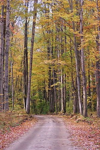 road autumn color fall leaves forest woods trail dirtroad twotrack