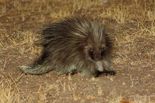 wild nature animal rodent texas tx wildlife porcupine quills northamericanporcupine photocontesttnc09 dailynaturetnc09