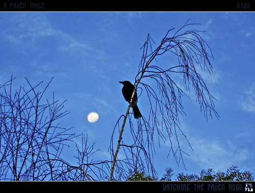 blue trees moon bird clouds geotagged interestingness silhouettes australia bluesky explore canberra raven explored inexplore aug31 narrabundah tomraven aravenimage q309 geo:lat=35339235 geo:lon=1491492