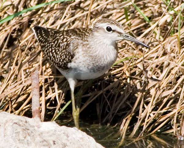 Photograph titled 'Wood Sandpiper'