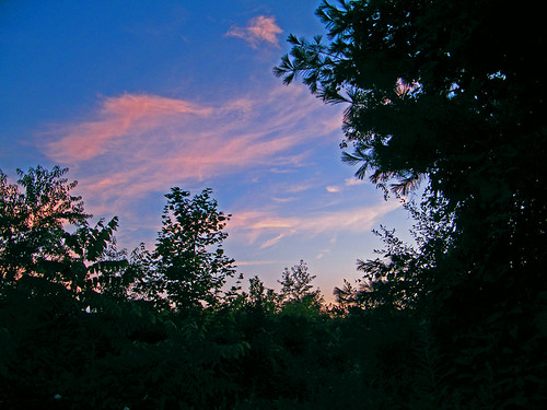 trees sunset sky nature clouds evening