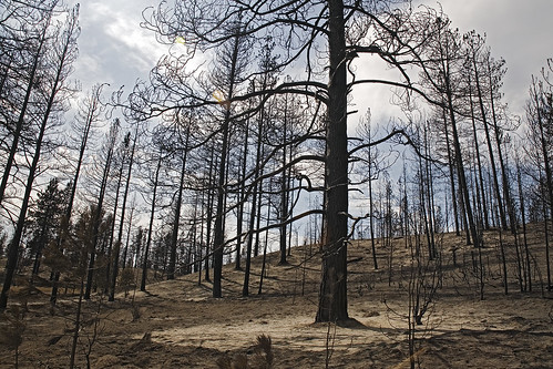 trees forest fire smoke damage forestfire okanogan wandering101photography