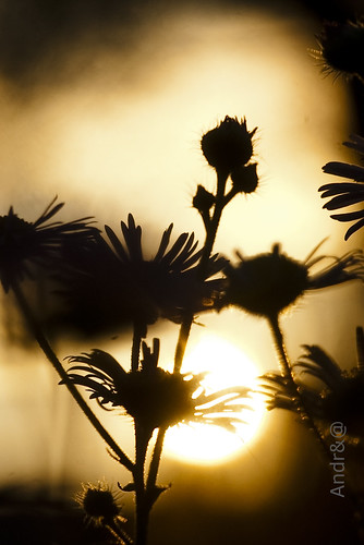 winter sunset nature tramonto pentax daisy tamron inverno 90 controluce margherite k100d