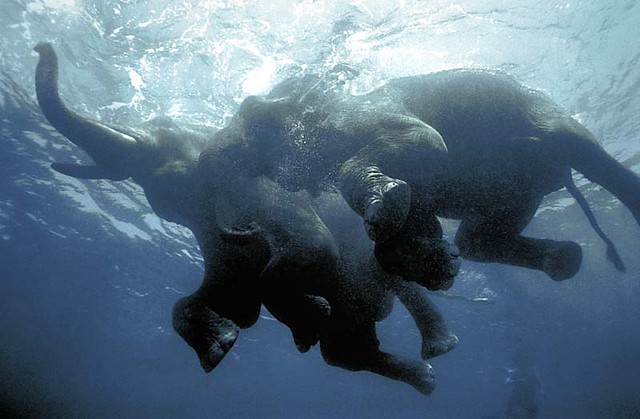 Elephant swim. Слон плывет. Слоны плавают. Слоны плывут. Могут ли слоны плавать.