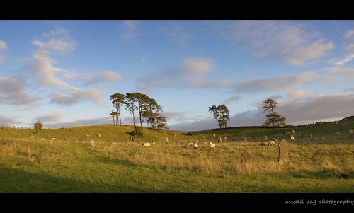 trees ireland green grass canon landscape geotagged europe sheep sigma sunny handheld celtic greveyard 18200os geo:lat=53147903 geo:lon=6839247