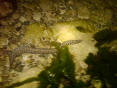 Sea Snake