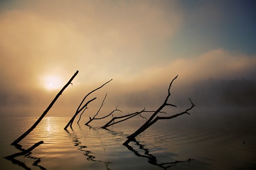 mist tree water silhouette fog clouds sunrise branches ripples canonef24105mmf4lisusm 5dmkii