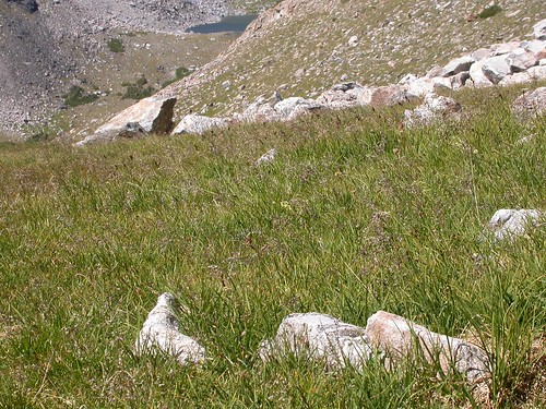 montana perennial sedge alpinemeadow carex subalpine bunched cyperaceae gallatinpeak drysite wetsite paysonsedge carexpaysonis