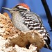 ladderback woodpecker