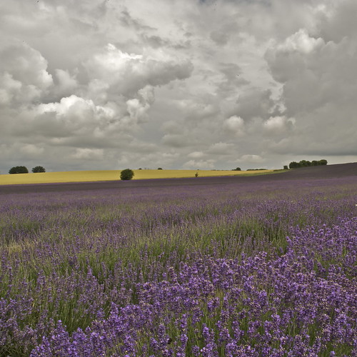 raw tripod summertime rainclouds britishcountryside lavenderfarm d700 hitchinlavender nikond700 nikonfx walkingwithmynikon nikon24f35pc