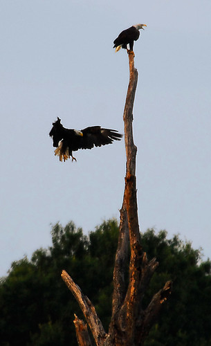 tree geotagged dead virginia natural eagle bald area eagles caledon 80400mmf4556dvr geo:lat=38352914 geo:lon=77143255 dwoodphotography dwoodphotographycom
