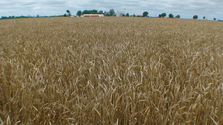 Wheat Field in Desha County Arkansas