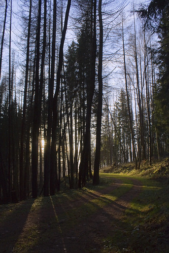 winter light shadow sun tree forest licht thüringen woods path mountainbike thuringia sonne wald bäume schatten baum fahrrad weg pfad ilmenau canoneos450d canonefs1855mmf3556is