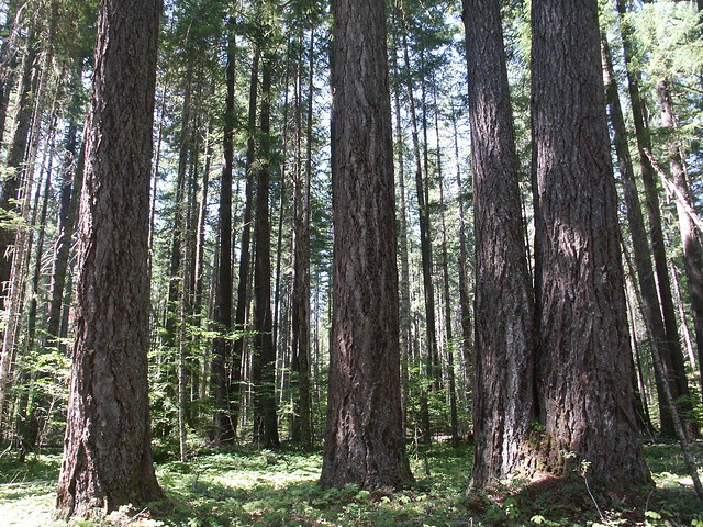 Douglas fir forest, Cascade mountains. | Flickr - Photo ...
 Douglas Fir Forest