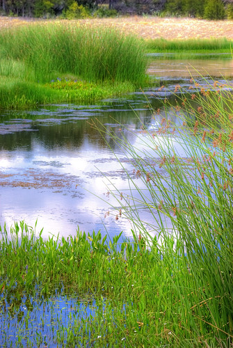 nature austin reeds landscape outdoors pond legacy hdr hdri drippingsprings belterra greatoutdoors d80 scenicwater nikond80 flickraward
