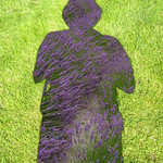 My Lavender Shadow