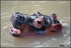 Nile Hippopotamus (Hippopotamus amphibius)
