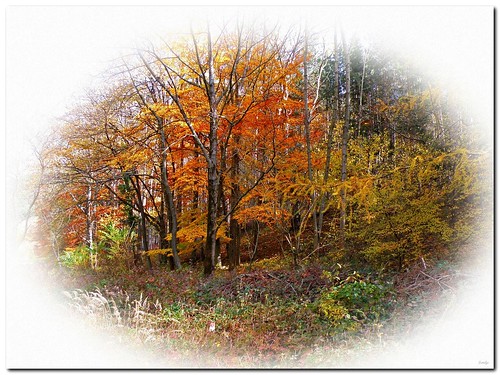 autumn color tree art fall nature landscape austria scenery europe herbst foliage loweraustria citrit thebestofcengizsqueezeme2groups