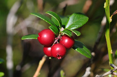 Image of Lingon berries
