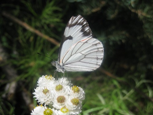 flowers butterfly 66330mm