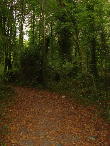 ireland woodland 2009
