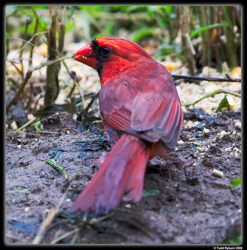 red bird birds flickr cardinal 2009 canon5dmarkii wildlifeprairiestateparks