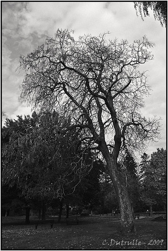 bw nature noiretblanc jardin arbres franchecomté hautesaone vesoul
