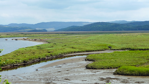 crinan crinancanal scotland unitedkingdom grassland mudflat cows leicadlux6 dlux6 leica landscape field riverside schotland hills