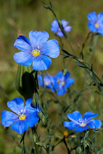 plant flower blueflax