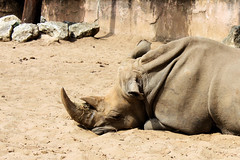 Rhinoceros in action