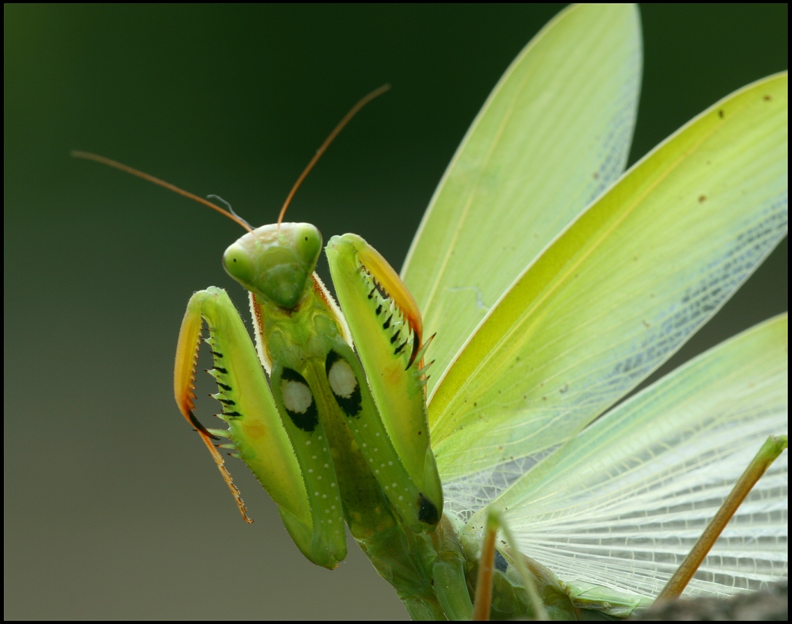 Крылья богомолов. Богомол обыкновенный. Богомолов ,,Mantis religiosa. European Mantis. Богомол зеленый.