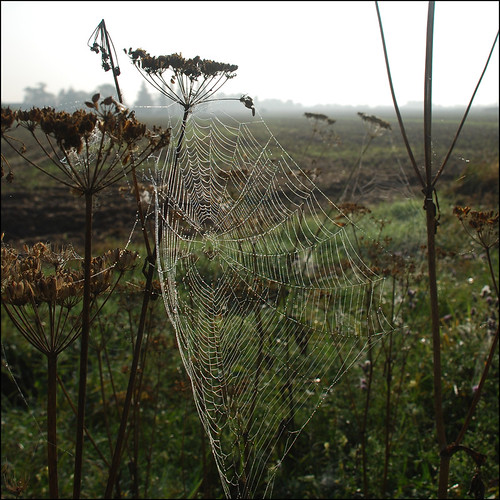 mist dawn spider web dew dsc6284