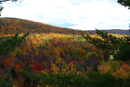 autumn trees fall colors colorful vermont sunny foliage vt graniteville canon40d