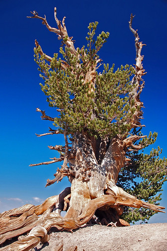 california ca nikond50 angelesnationalforest keylargodiverflickrcom