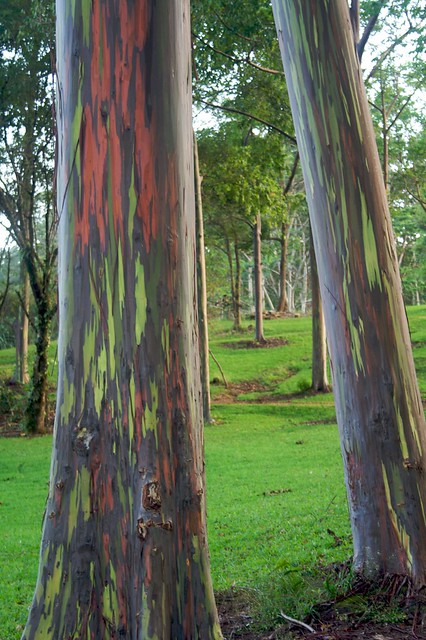 Rainbow Eucalyptus at the Keahua Arboretum