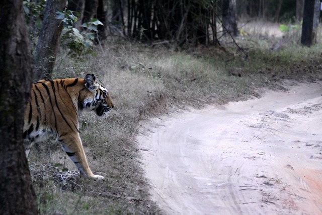 bandhavgarh safari tiger
