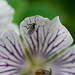 Geranium renardii and the fly