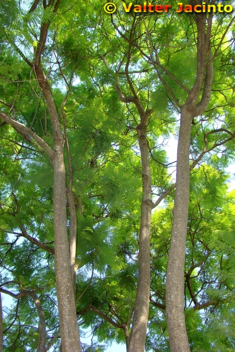 Jacaranda ovalifolia image