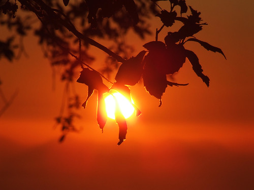 sunset sky sun tree foglie leaf tramonto cielo fujifilm sole albero madonie finepixs5600 pianozucchi