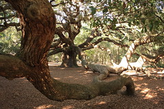 Angel Oak tree