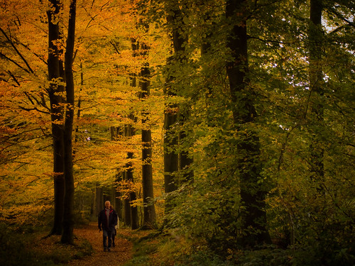 autumn nature forest landscape wandelen walk herfst nederland thenetherlands bos ricoh twente overijssel landschap delutte oldenzaal tankenberg gx200 elfterheurne
